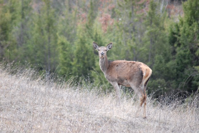 PASSIONE PER IL CERVO